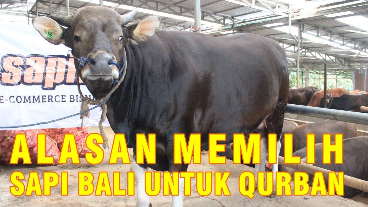 
                                 Qurban-Sapi-Bali-Terlaris-2022